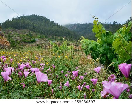 Beautiful View Of Vilaflor Mountain Village With Yellow Eschscholzia Californica And Pink Convolvulu