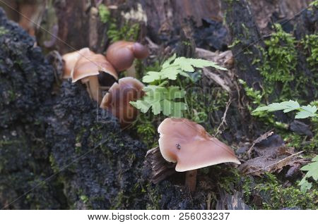 Gymnopus Ocior Mushroom On An Old Stump, Closeup