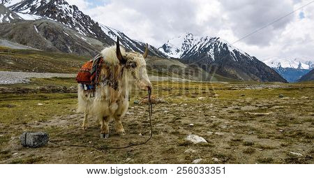 Beautiful Yak In The Mountains, Near Pak China Border, Khunjerab Pass