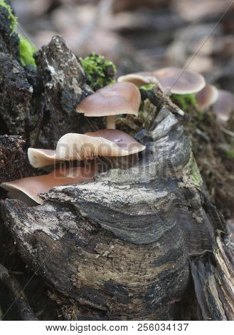 Gymnopus Ocior Mushroom On An Old Stump, Closeup