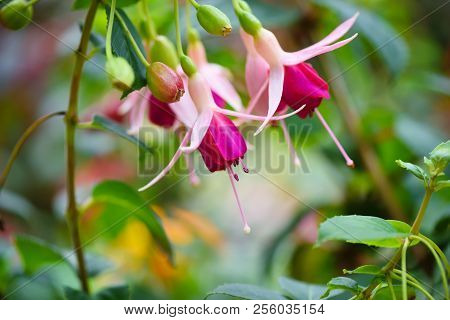 Beautiful Fuchsia Flowers In The Garden