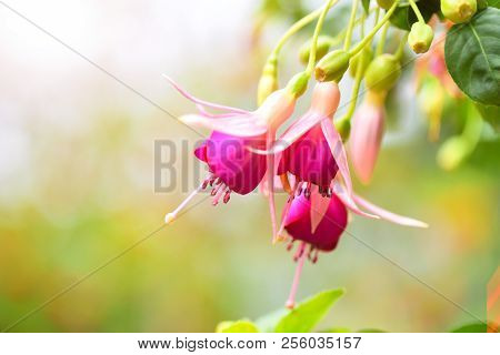 Beautiful Fuchsia Flowers In The Garden. Natural Background