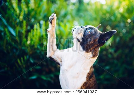Give Me A Five - Friendship -  Boston Terrier Giving Five