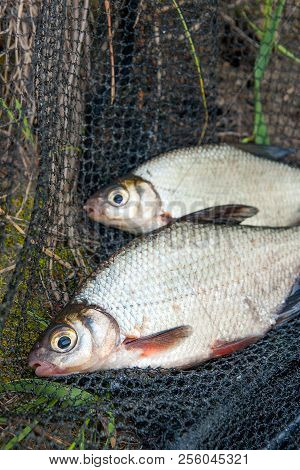 Two Freshwater Fish White Bream Or Silver Fish On Black Fishing Net..