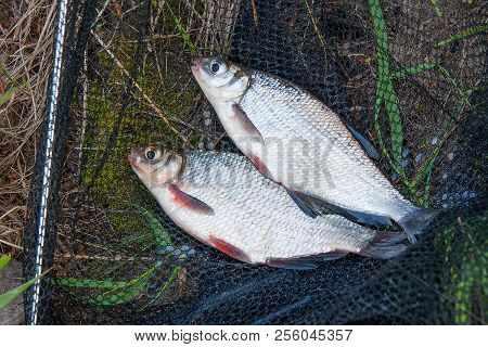 Pile Of The White Bream Or Silver Fish And White-eye Bream With Fishing Rod With Reel On The Natural