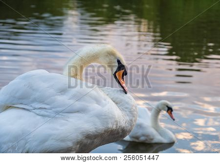 Two Cygnus Orol Swans Swimming Next To Each Other In Leazes Park Pond In Newcastle, Uk Enjoying Them