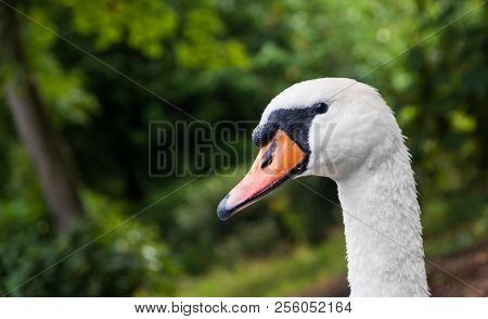 Head Of Cygnus Olor Swan. Has A Characteristic Outgrowth At The Base Of The Beak. Shot At Leazes Par