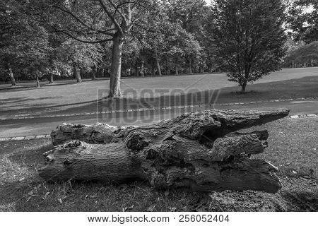 Old Fallen Cut Tree On A Meadow In Leazes Park In Newcastle, Uk In Black And White