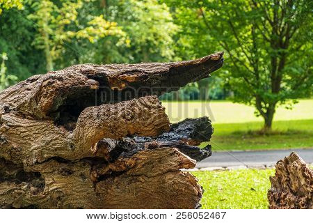 Old Fallen Cut Tree On A Meadow In Leazes Park In Newcastle, Uk