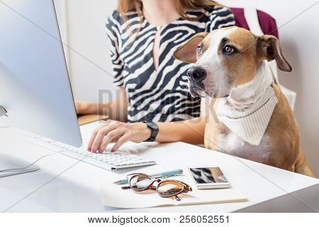 Going To Work With Pets Concept: Cute Dog With Female Owner In Front Of A Desktop Computer In Office