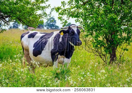 An Incredibly Beautiful Cow Grazing On A Summer Green Meadow. Feeding And Breeding Of Cattle. Farm A