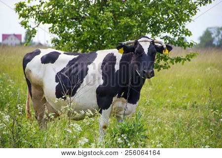 An Incredibly Beautiful Cow Grazing On A Summer Green Meadow. Feeding And Breeding Of Cattle. Farm A