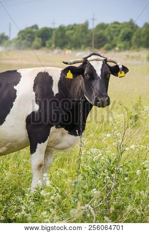 An Incredibly Beautiful Cow Grazing On A Summer Green Meadow. Feeding And Breeding Of Cattle. Farm A