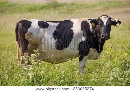An Incredibly Beautiful Cow Grazing On A Summer Green Meadow. Feeding And Breeding Of Cattle. Farm A