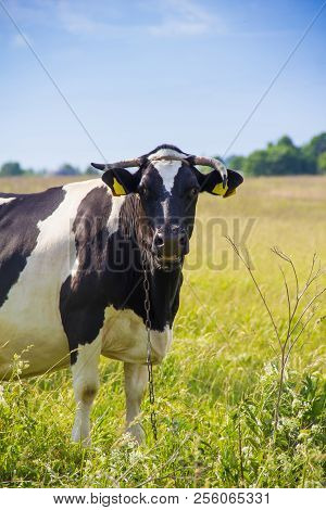 An Incredibly Beautiful Cow Grazing On A Summer Green Meadow. Feeding And Breeding Of Cattle. Farm A