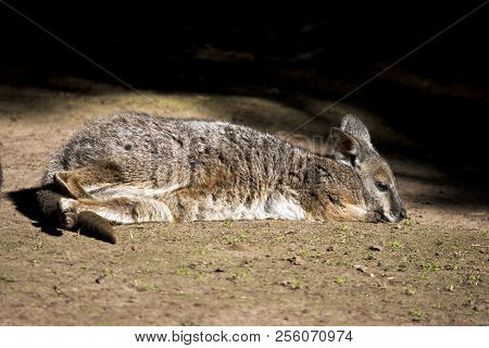 The Tammar Wallaby Is Resting On The Ground