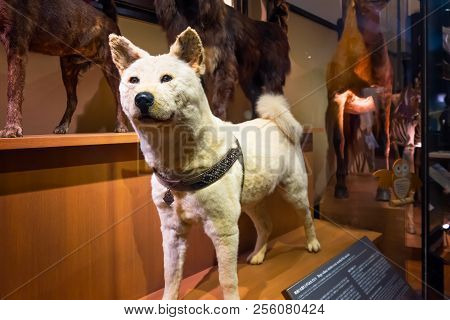 Tokyo, Japan - April 29 2018: Hachiko, A Faithful Akita Inu Dog That Remarkable Loyalty To His Owner