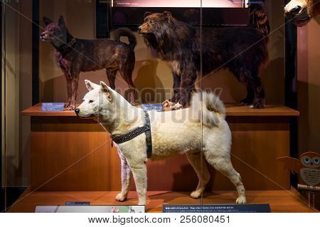 Tokyo, Japan - April 29 2018: Hachiko, A Faithful Akita Inu Dog That Remarkable Loyalty To His Owner