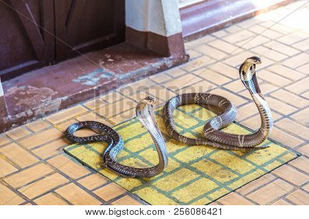 Demonstrates Snake At Snake Serpentarium Inside Thai Red Cross Society, Thailand, Bangkok In A Summe