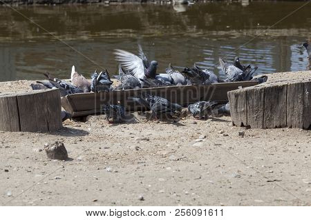 Old Wooden Trough With Grain, From Which Pigeons And Other Birds Feed, Closeup