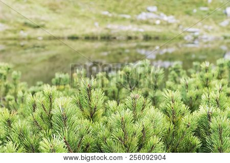 Tops Of Undersized Mountain Firs Near A Blur In The Background Of The Lake