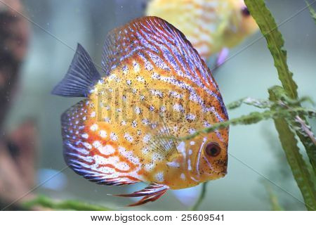 güzel renkli balık aquariuml