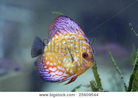 живописнейших цвет рыбы в аквариуме