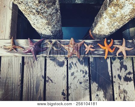 A Diverse Group Of Starfish Lined Up Along The Docks Of Comox, British Columbia, Canada.