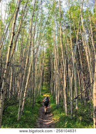Hiker Walking Through Sprawling Poplar Forest Deep In The Canadian Rockies Outside Of Nordegg
