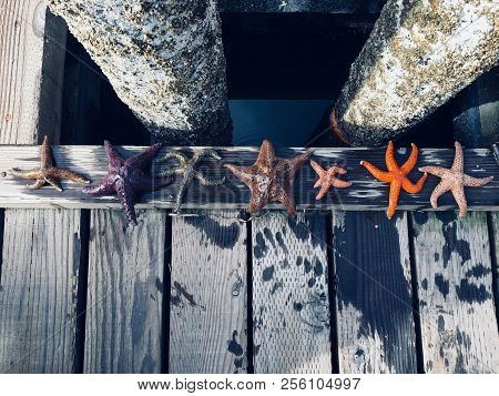 A Diverse Group Of Starfish Lined Up Along The Docks Of Comox, British Columbia, Canada.