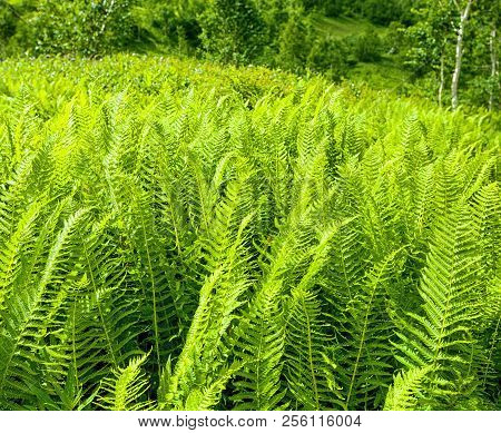 Nephrolepis Exaltata (the Sword Fern) - A Species Of Fern In The Family Lomariopsidaceae