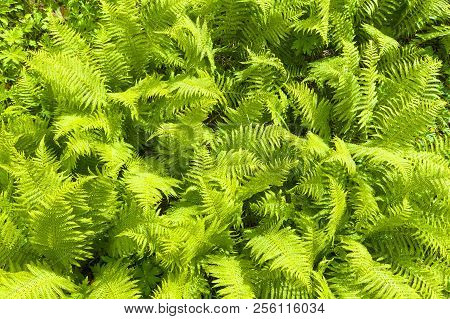 Nephrolepis Exaltata (the Sword Fern) - A Species Of Fern In The Family Lomariopsidaceae
