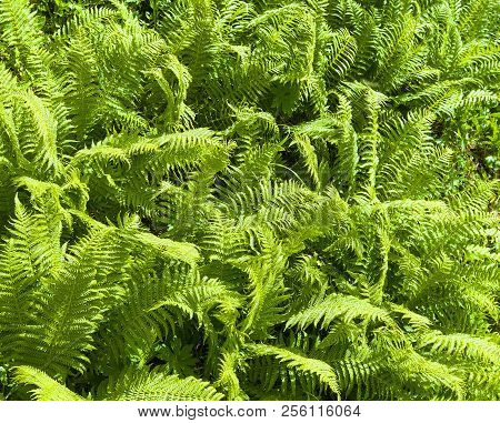 Nephrolepis Exaltata (the Sword Fern) - A Species Of Fern In The Family Lomariopsidaceae