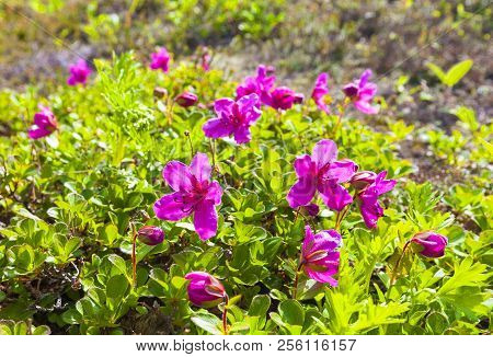 The Red Rhododendron Of Kamchatka. Close Up