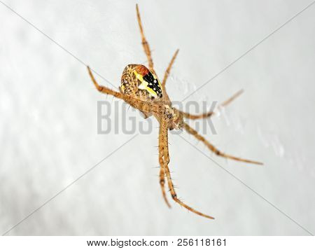 Macro Photo Of St Andrew's Cross Spider On Web Isolated On White Wall