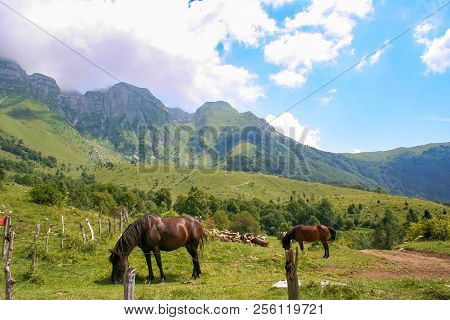 Wild Horses And Beautiful Hills In Slovenia.