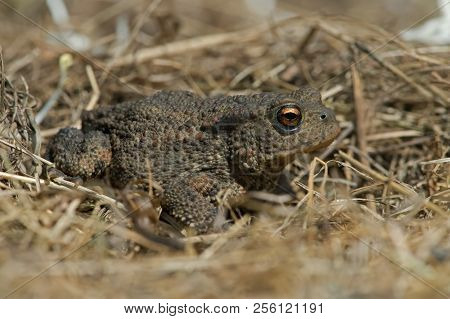 Juvenile Common Toad (bufo Bufo) In Long Dry Yellow Grass Stalks