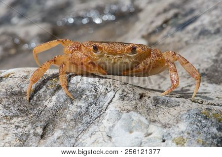 Potamon Potamios Freshwater Crab In Stony Riverbed
