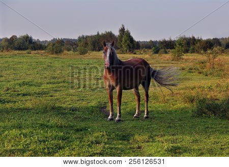 Horse Grazes On A Green Meadow, On A Warm Summer Day, Livestock.