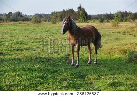Horse Grazes On A Green Meadow, On A Warm Summer Day, Livestock.