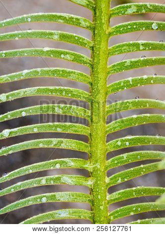 The Pinnately Compound Leaves Of Cycas Siamensis Plant With Water Droplet