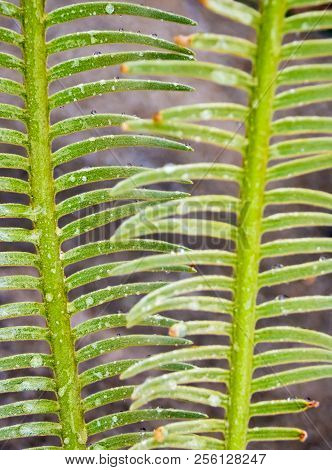 The Pinnately Compound Leaves Of Cycas Siamensis Plant With Water Droplet