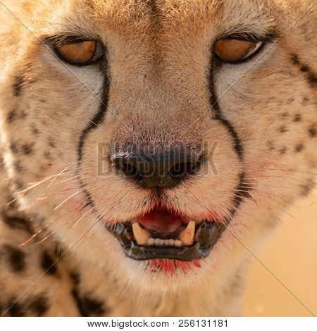 Close-up Of Cheetah Face With Bloody Mouth