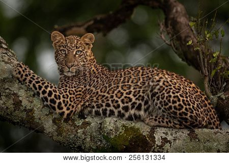 Leopard Lies On Branch Looking For Prey