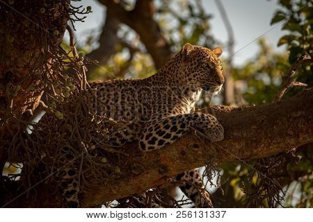 Leopard Lies On Branch With Head Up