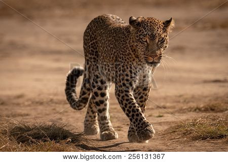 Leopard Walks On Track With Paw Raised