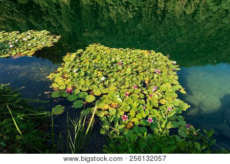 Water Lilies With Flowers In The Lake Of Levico (alpine Lake), Levico Terme, Trentino Alto Adige, It