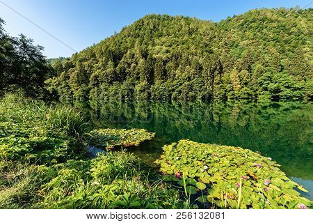 Water Lilies With Flowers In The Lake Of Levico (alpine Lake), Levico Terme, Trentino Alto Adige, It