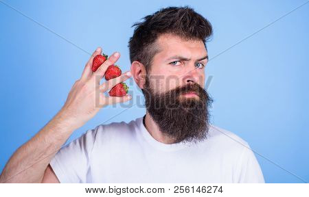 Man Beard Hipster Strawberries Between Fingers Blue Background. Carbohydrate Content Strawberry. Str