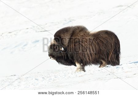 Close Up Of A Male Musk Ox Standing In The Snow In The Mountains Of Dovrefjell, Norway.